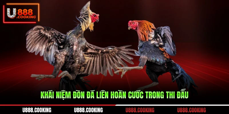 khai-niem-don-da-lien-hoan-cuoc-trong-thi-dau